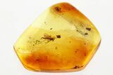 Detailed Fossil True Midge (Chironomidae) in Baltic Amber #352852-1